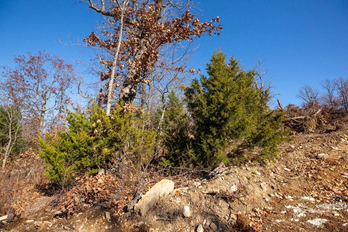 Decorative background for Dutchman Hollow Tract 1 image 13