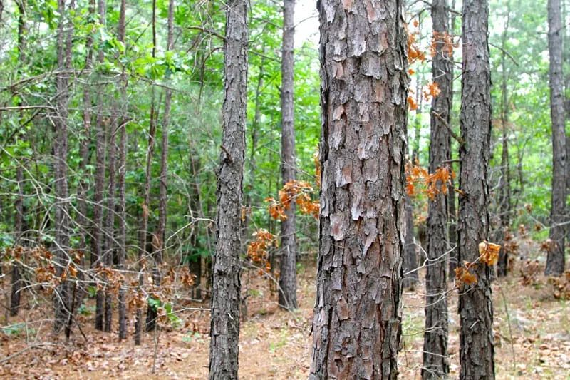 Trophy Ridge Phase II Tract 75 in Pushmataha County, OK