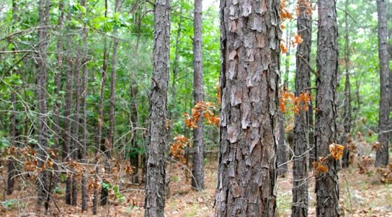 Trophy Ridge Phase II Tract 75 in Pushmataha County, OK