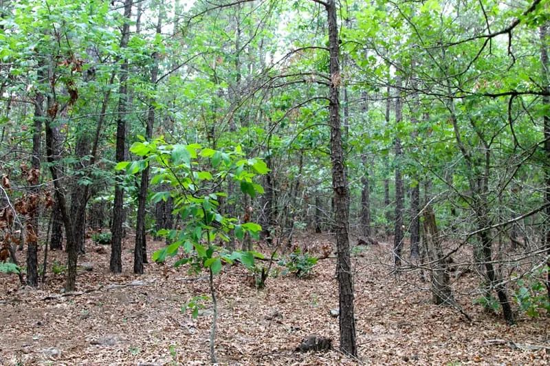Trophy Ridge Phase II Tract 75 in Pushmataha County, OK