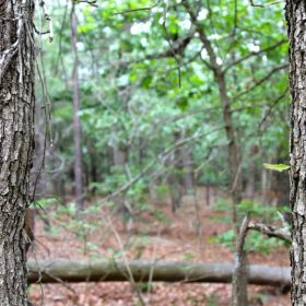 Trophy Ridge Phase II Tract 75 in Pushmataha County, OK