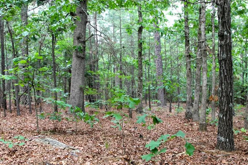 Decorative background for Trophy Ridge Phase II Tract 75 image 5