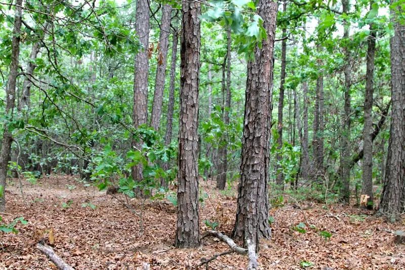 Decorative background for Trophy Ridge Phase II Tract 75 image 6