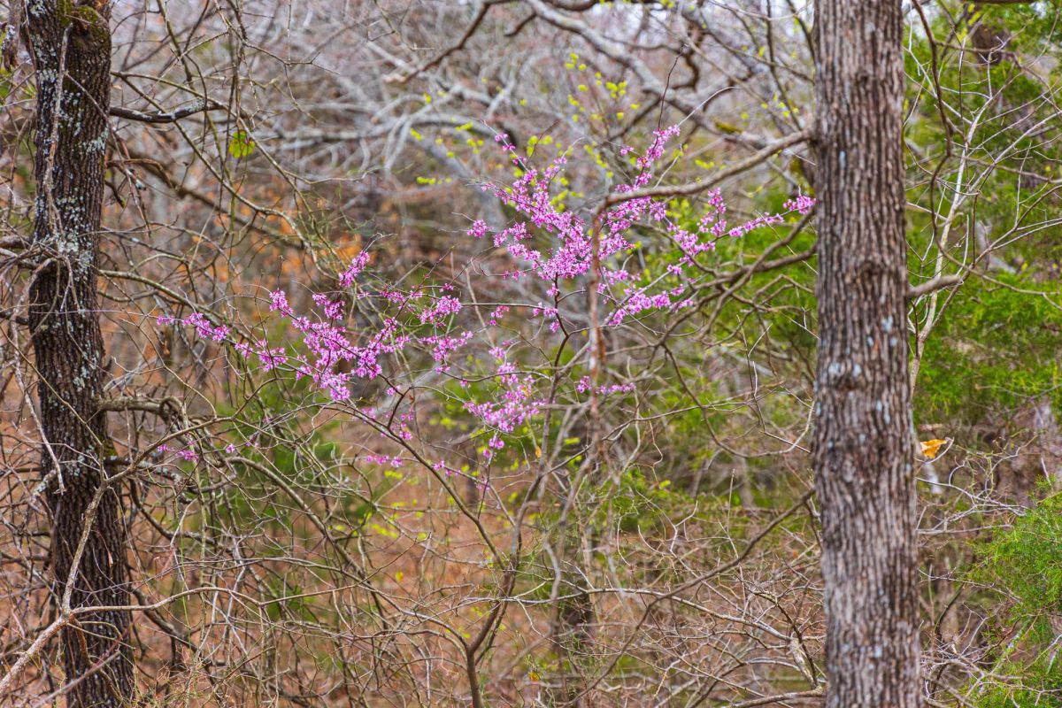 Decorative background for Reserves At Cattail Cove Phase I Tract 4 image 5
