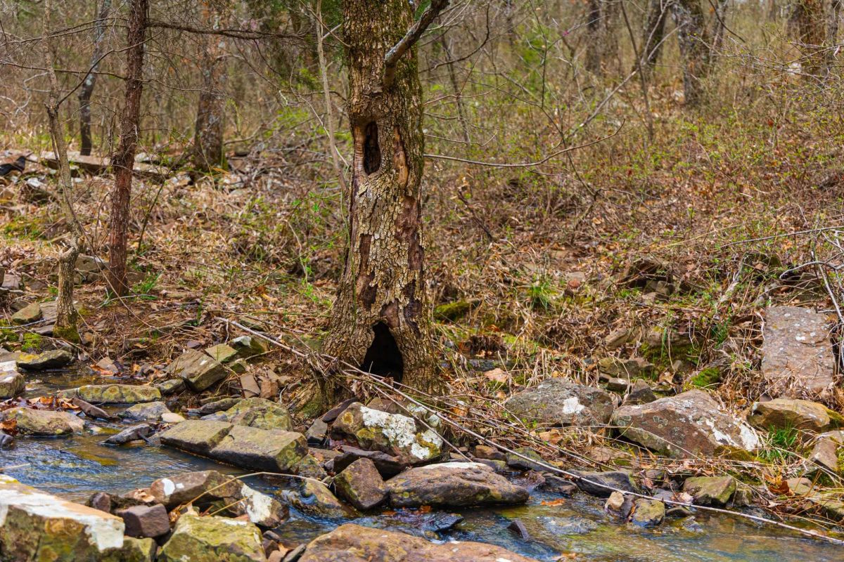 Decorative background for Reserves At Cattail Cove Phase I Tract 4 image 6