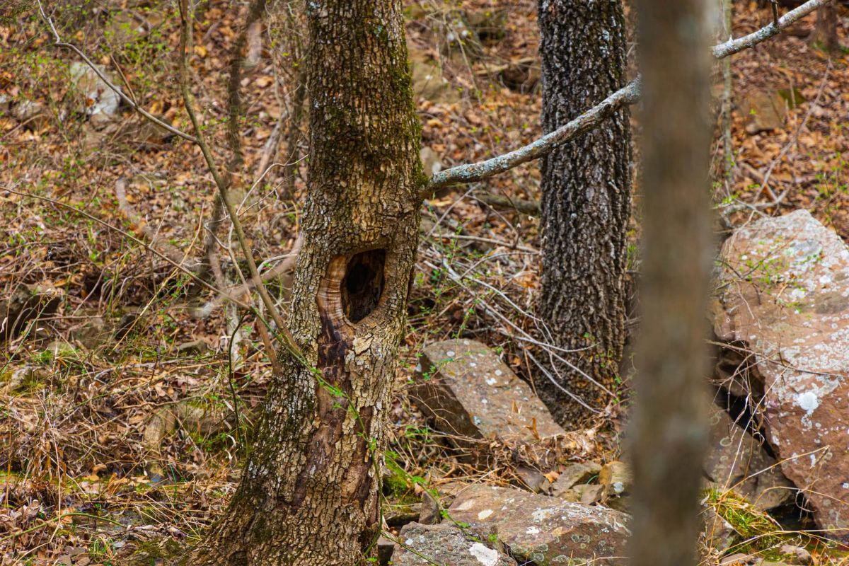 Decorative background for Reserves At Cattail Cove Phase I Tract 4 image 9