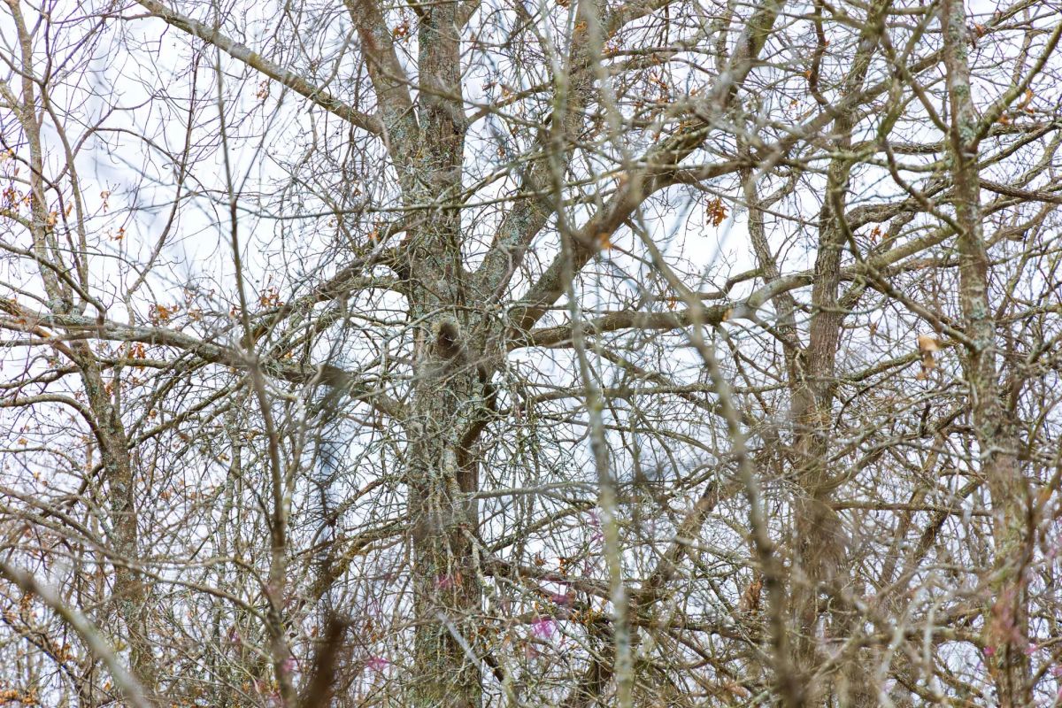 Decorative background for Reserves At Cattail Cove Phase I Tract 4 image 10