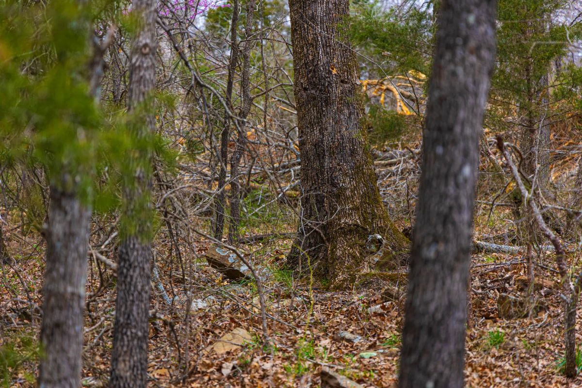 Decorative background for Reserves At Cattail Cove Phase I Tract 4 image 11