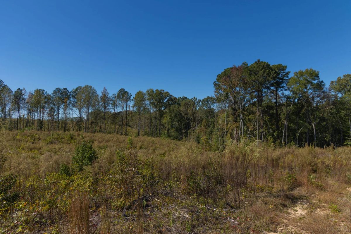 Decorative background for Meyer’s Ridge Tract 23 image 5