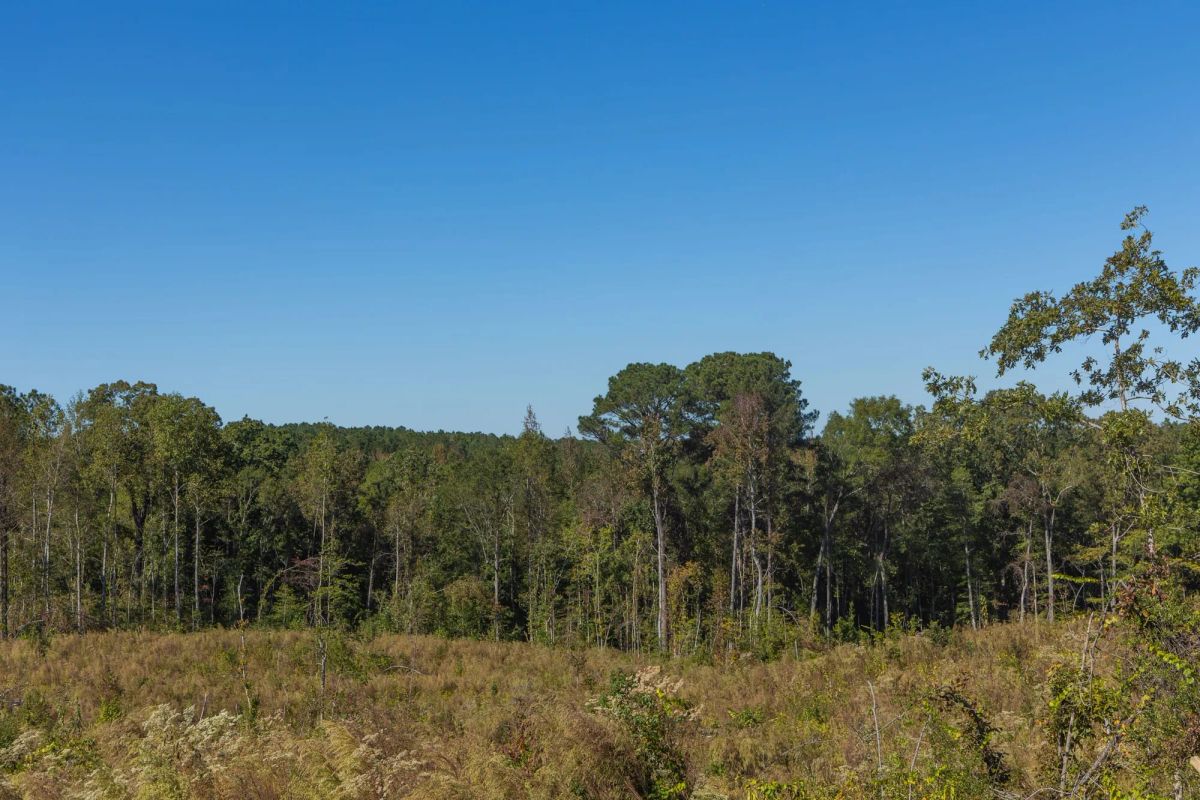 Decorative background for Meyer’s Ridge Tract 23 image 7
