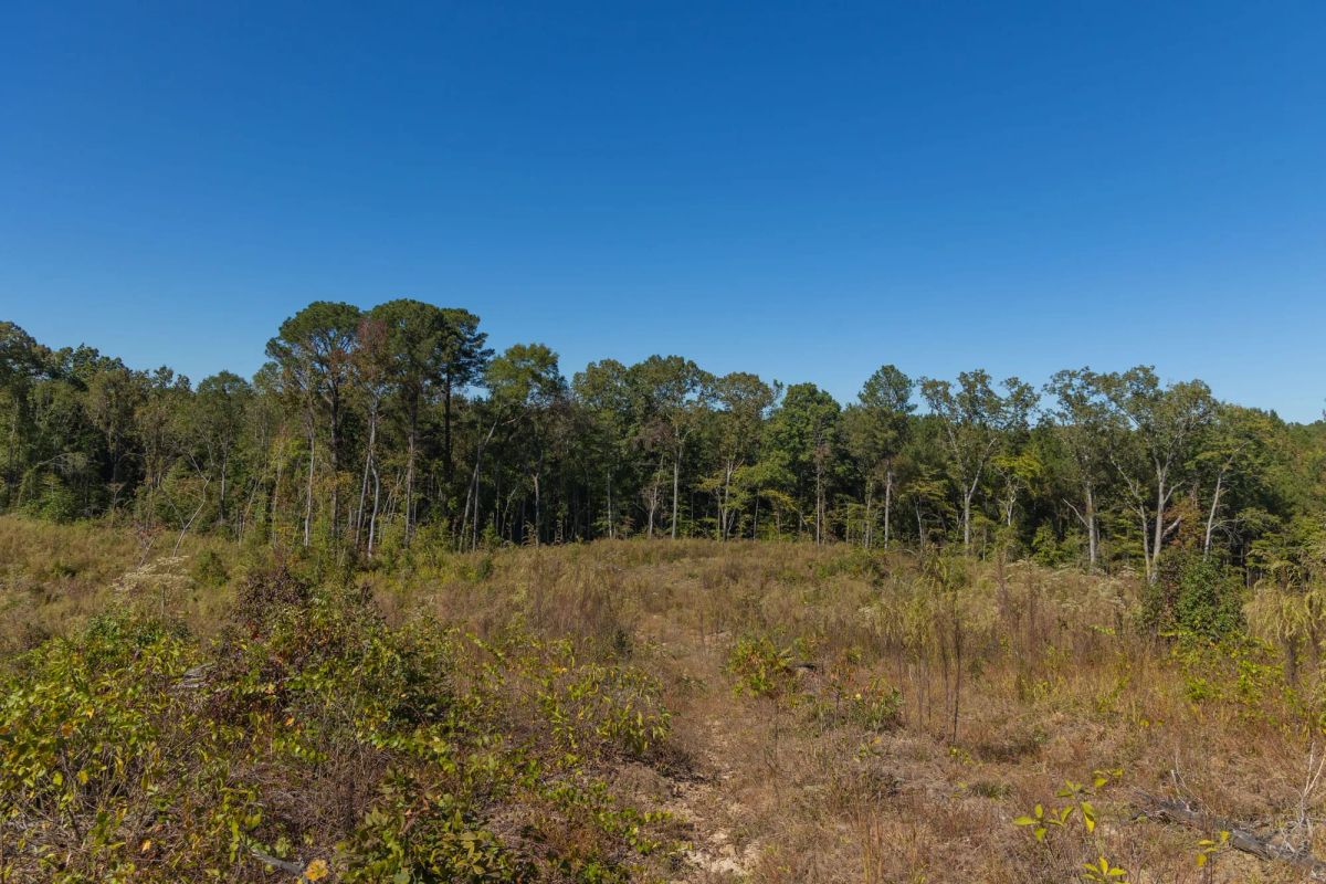 Decorative background for Meyer’s Ridge Tract 23 image 8