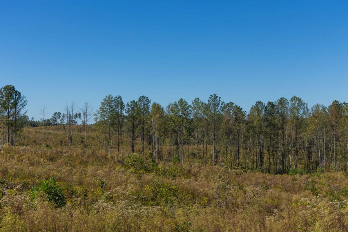 Decorative background for Meyer’s Ridge Tract 23 image 9