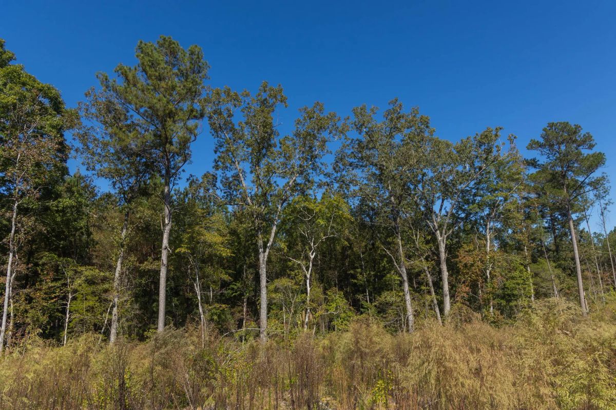 Decorative background for Meyer’s Ridge Tract 23 image 10