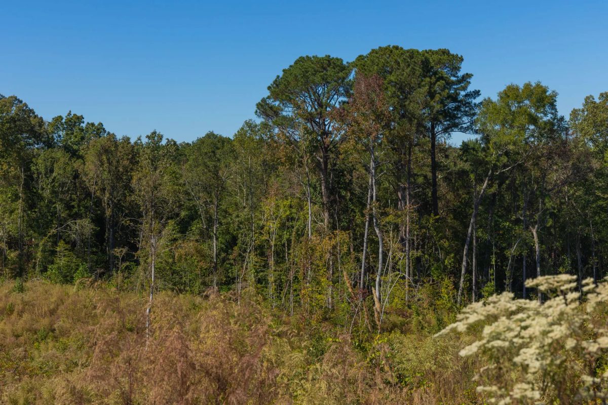 Decorative background for Meyer’s Ridge Tract 23 image 11
