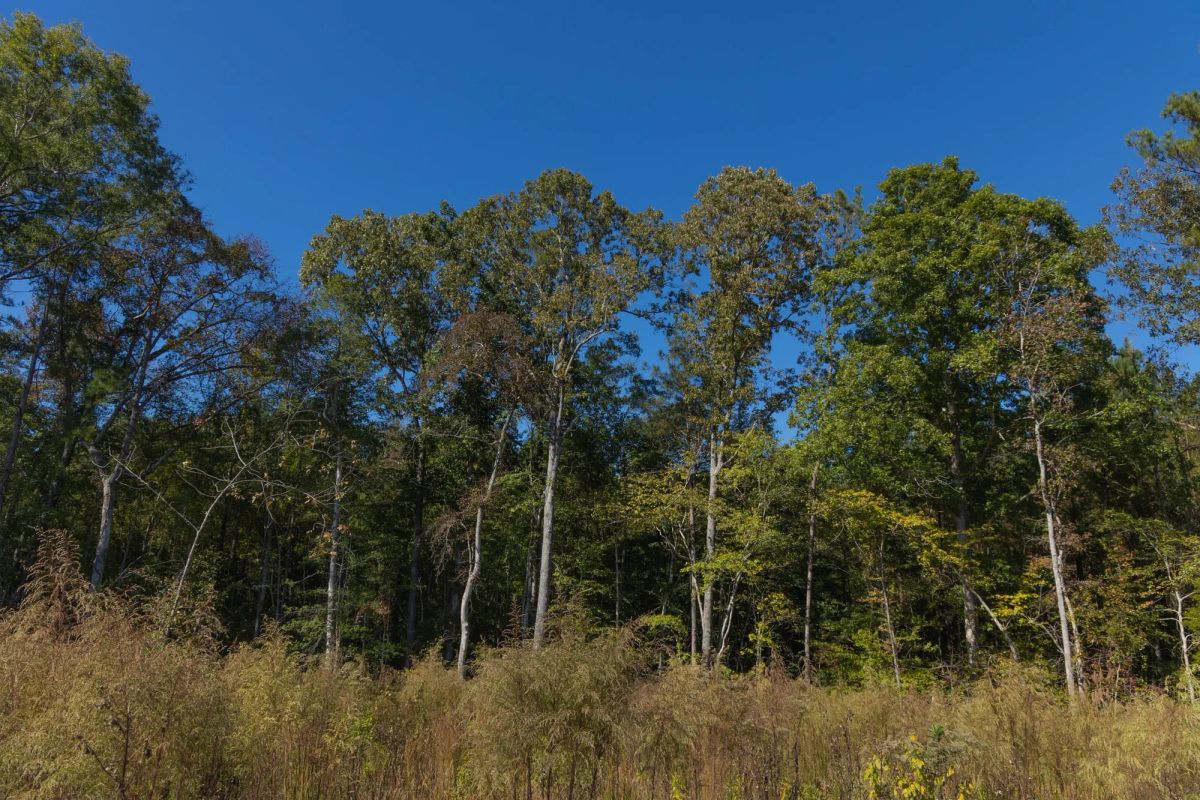 Decorative background for Meyer’s Ridge Tract 23 image 12
