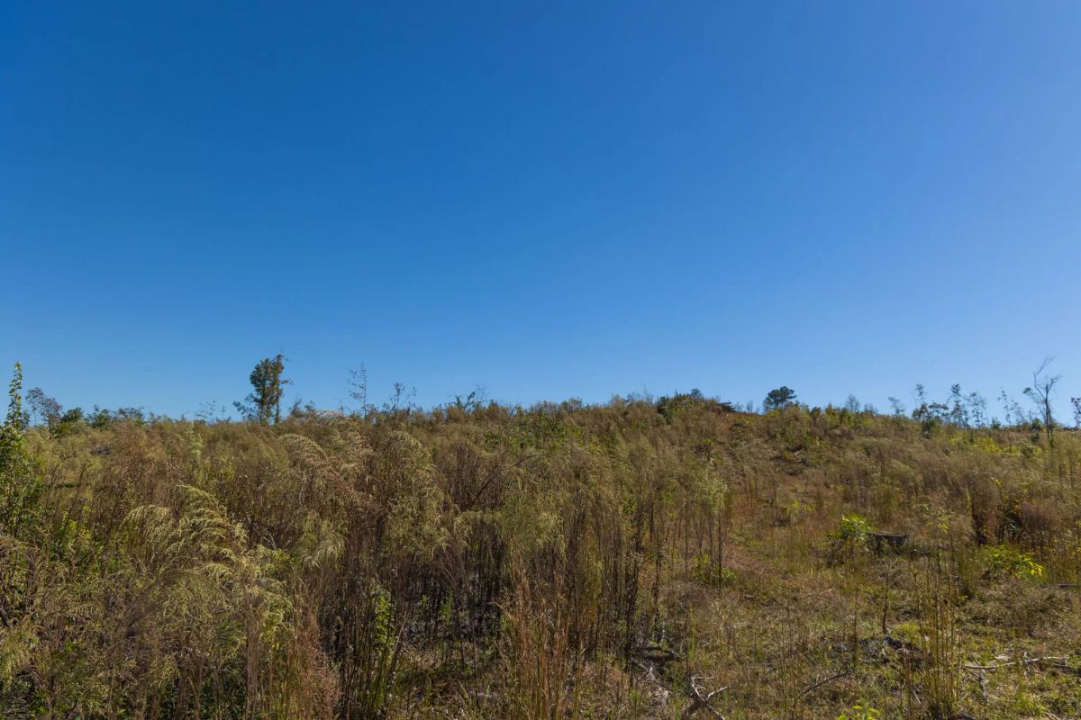 Decorative background for Meyer’s Ridge Tract 23 image 13