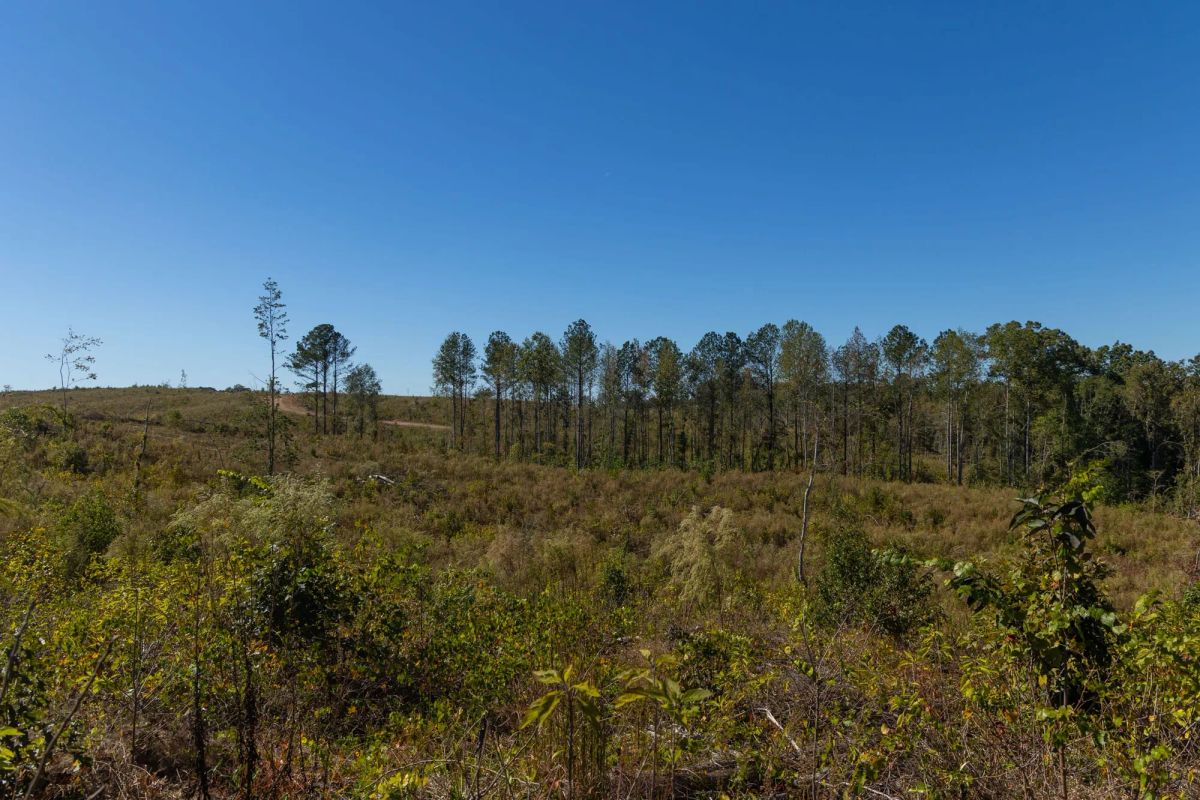 Decorative background for Meyer’s Ridge Tract 23 image 14