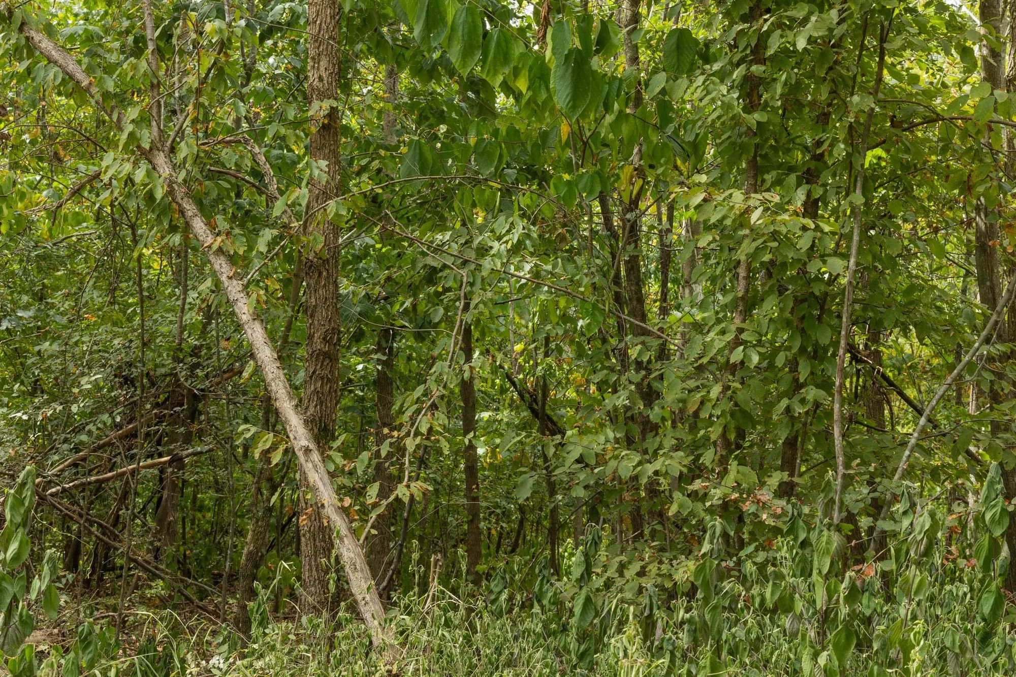 Big White Oak Tract 63 in Perry County, TN