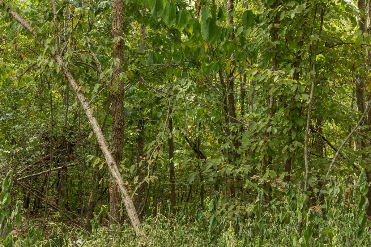 Big White Oak Tract 63 - Image 2
