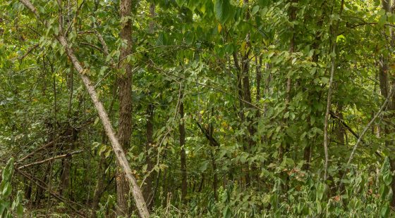Big White Oak Tract 63 in Perry County, TN