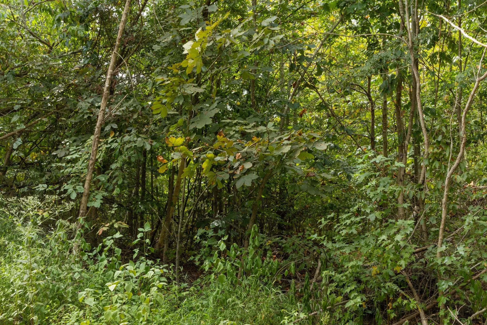 Big White Oak Tract 63 in Perry County, TN