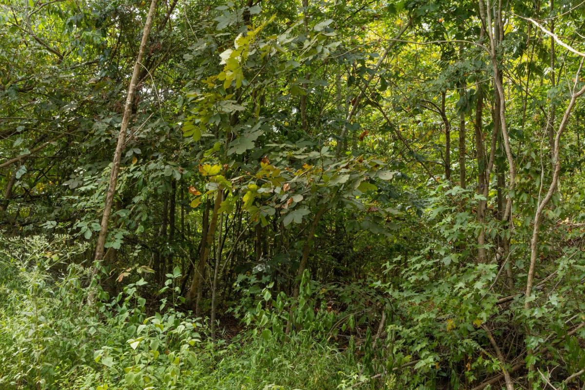 Big White Oak Tract 63 - Image 3