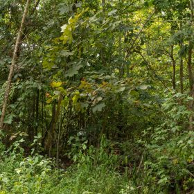 Big White Oak Tract 63 in Perry County, TN