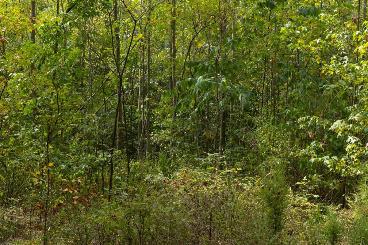 Decorative background for Big White Oak Tract 63 image 5