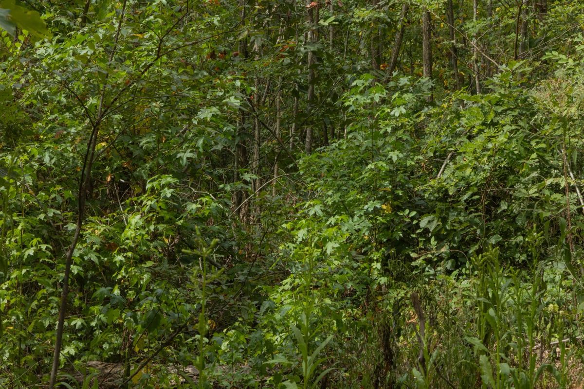 Decorative background for Big White Oak Tract 63 image 6