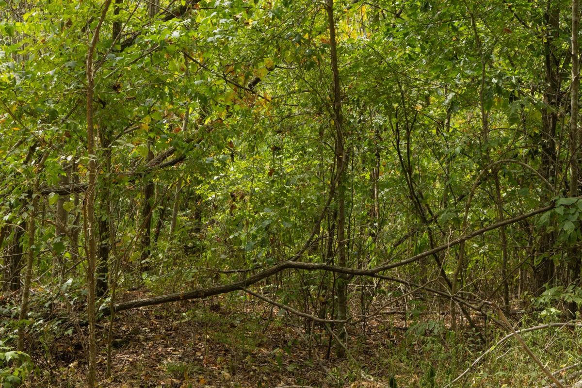 Decorative background for Big White Oak Tract 63 image 7