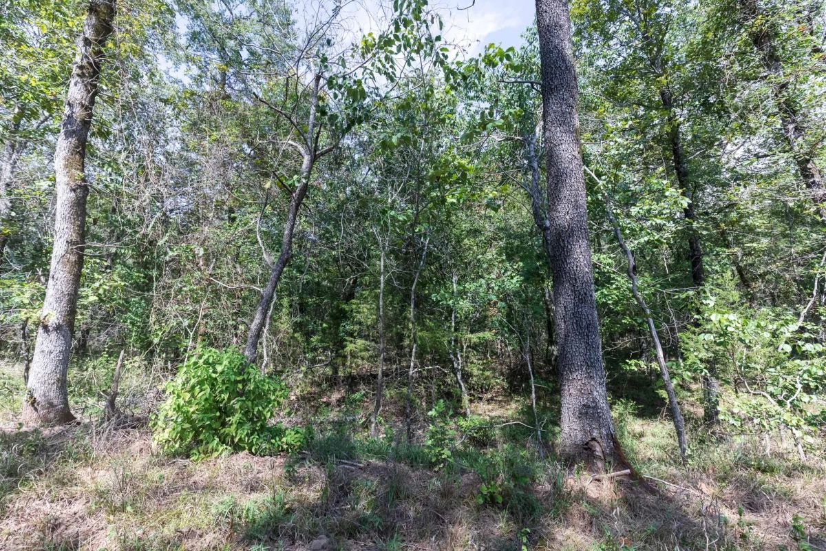 Decorative background for Stone Bridge Phase V Tract 407 image 12