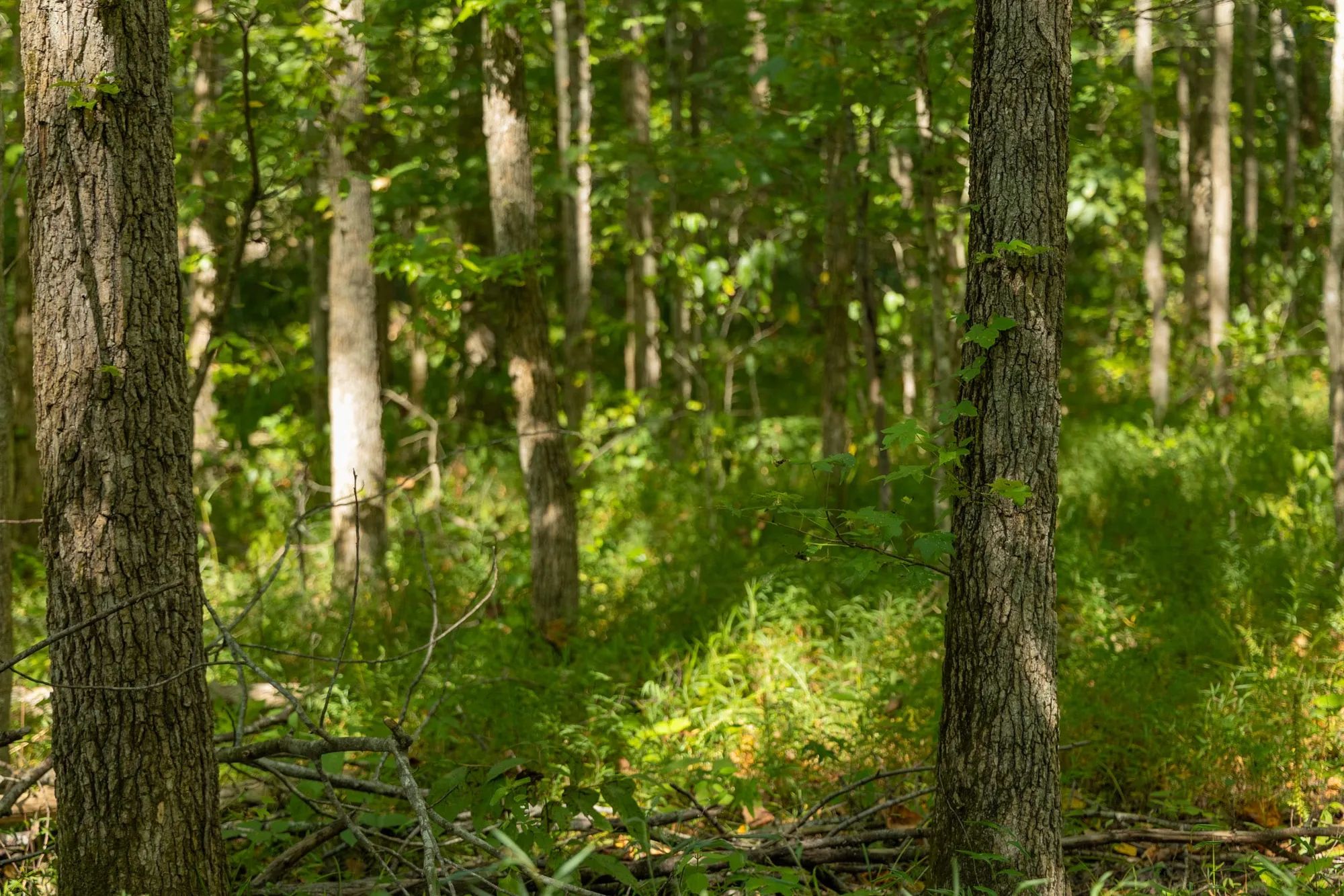 Big White Oak Tract 114 in Perry County, TN