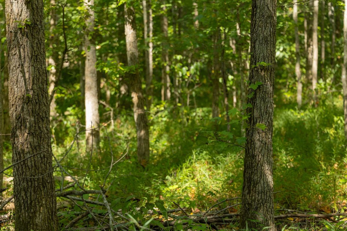 Big White Oak Tract 114 - Image 2