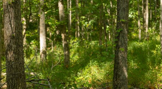 Big White Oak Tract 114 in Perry County, TN