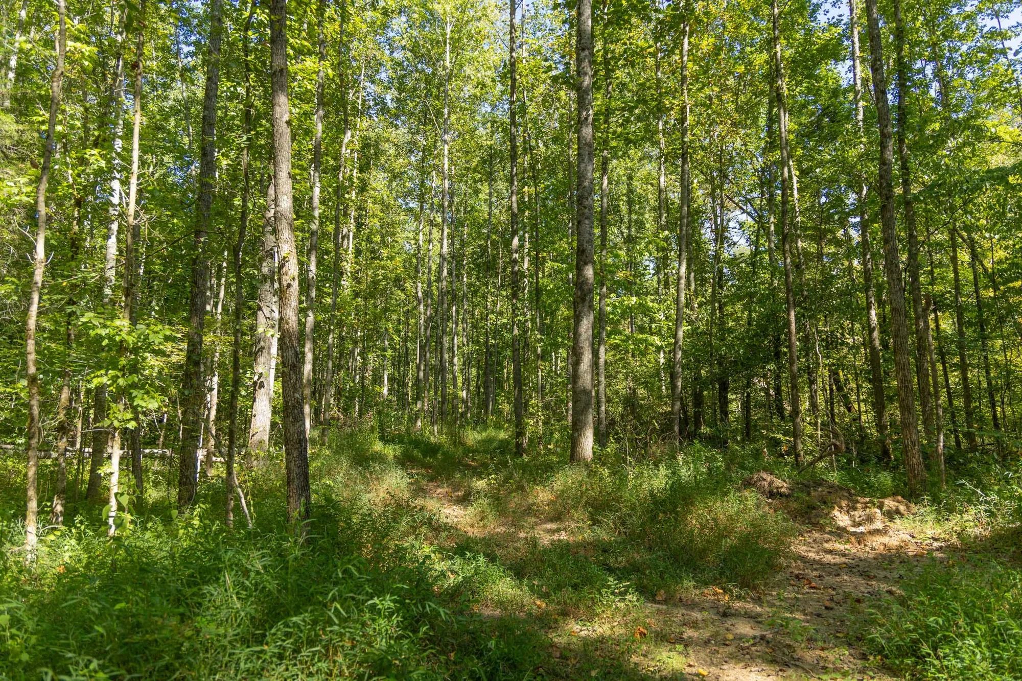 Big White Oak Tract 114 in Perry County, TN
