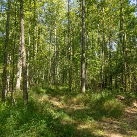 Big White Oak Tract 114 in Perry County, TN