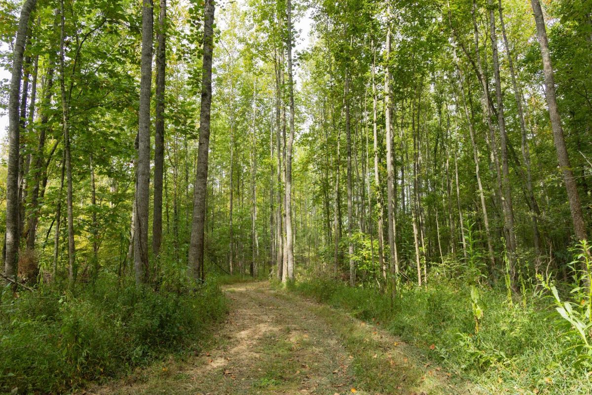 Big White Oak Tract 114 - Image 4