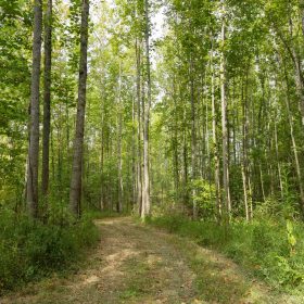 Big White Oak Tract 114 in Perry County, TN