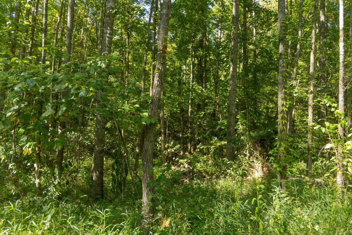 Decorative background for Big White Oak Tract 114 image 5