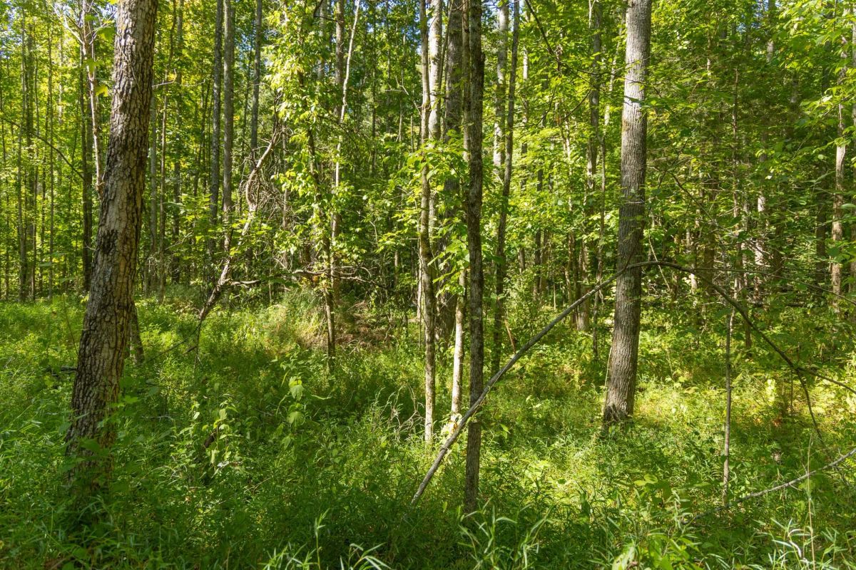 Decorative background for Big White Oak Tract 114 image 6
