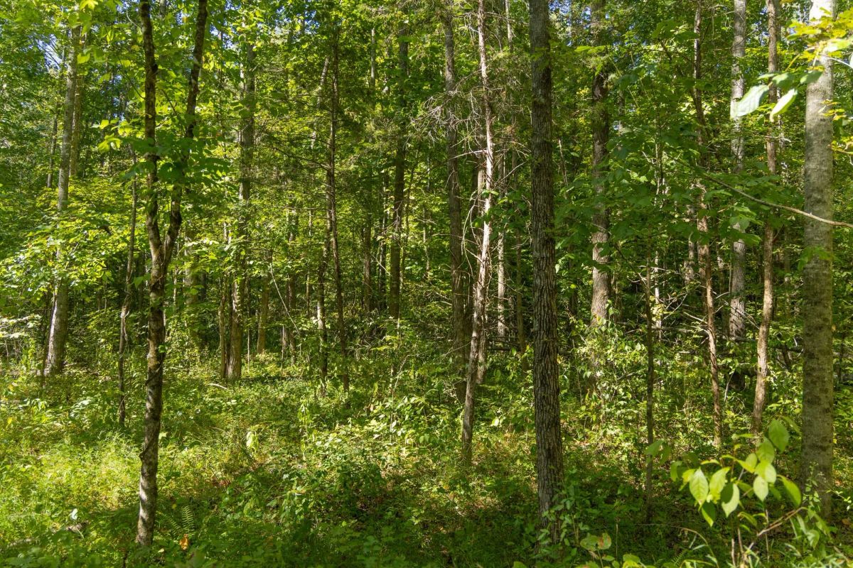 Decorative background for Big White Oak Tract 114 image 7