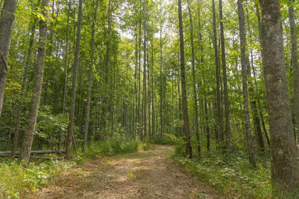 Decorative background for Big White Oak Tract 114 image 8