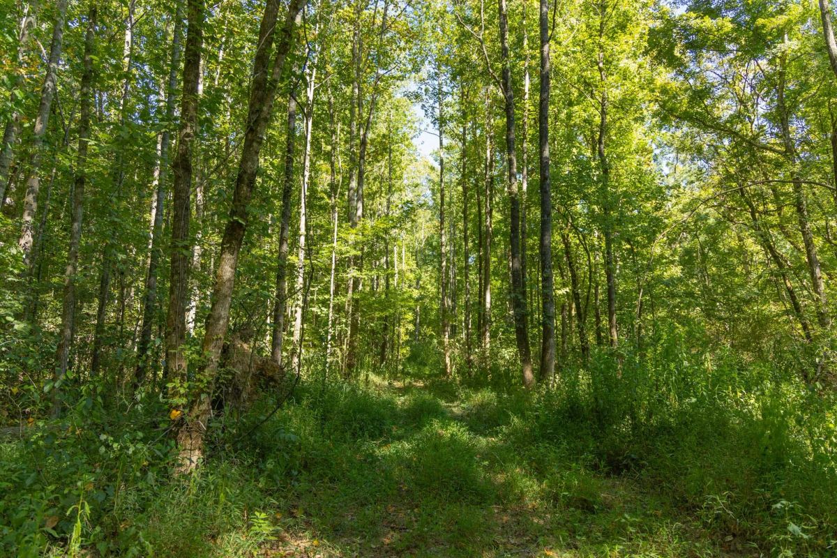 Decorative background for Big White Oak Tract 114 image 9