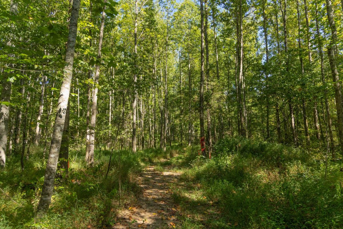 Decorative background for Big White Oak Tract 114 image 10