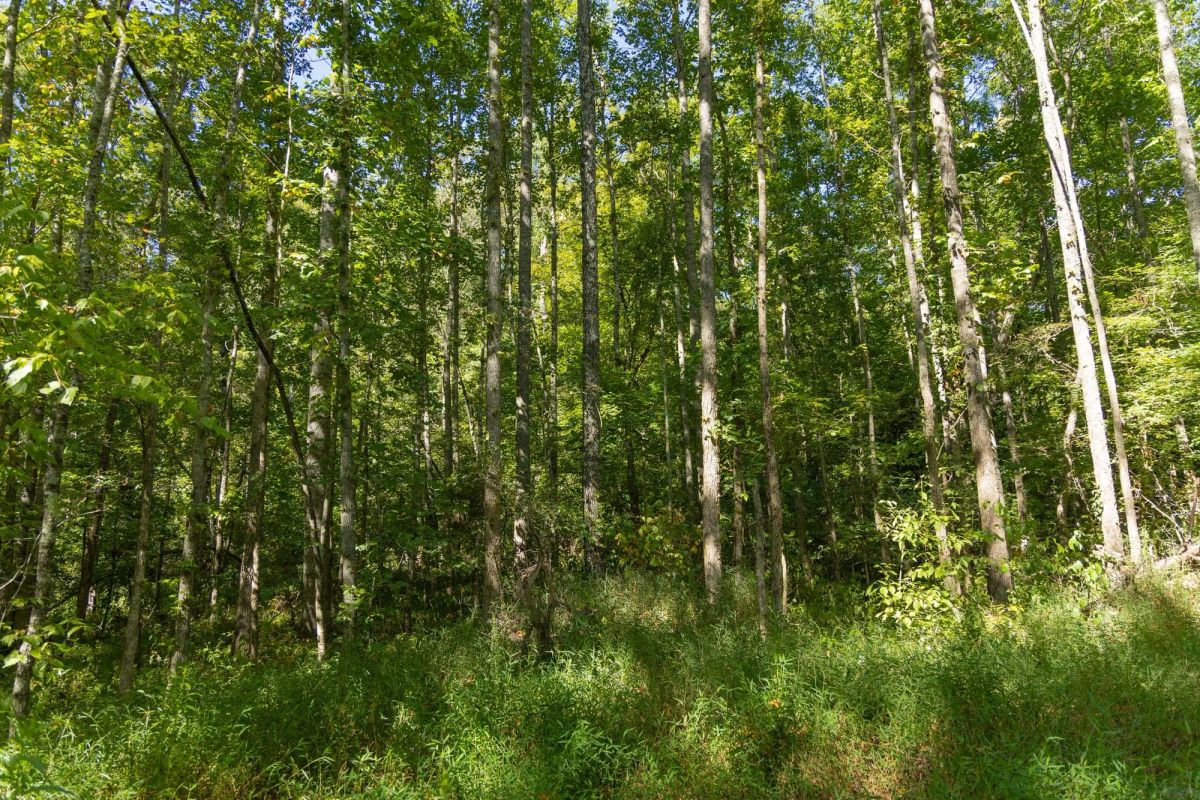 Decorative background for Big White Oak Tract 114 image 11