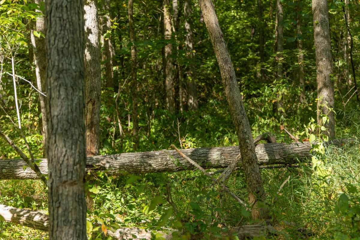 Decorative background for Big White Oak Tract 114 image 12