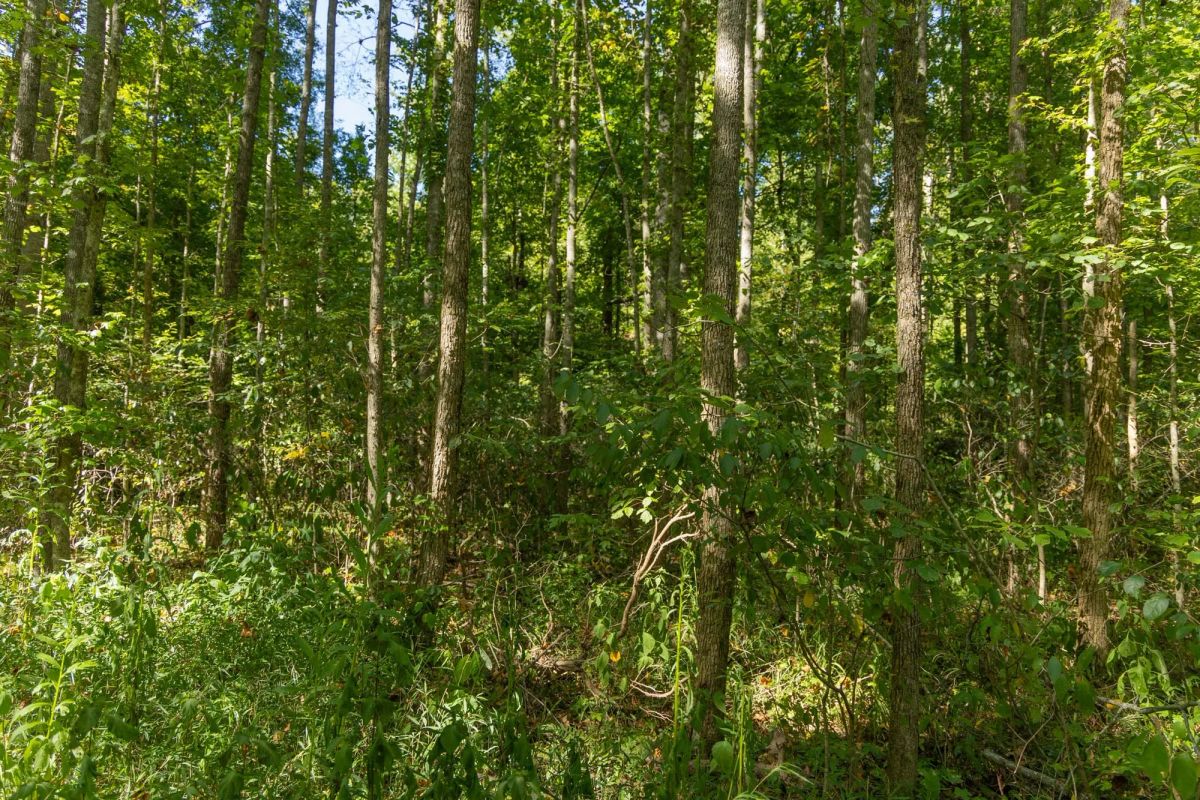 Decorative background for Big White Oak Tract 114 image 13