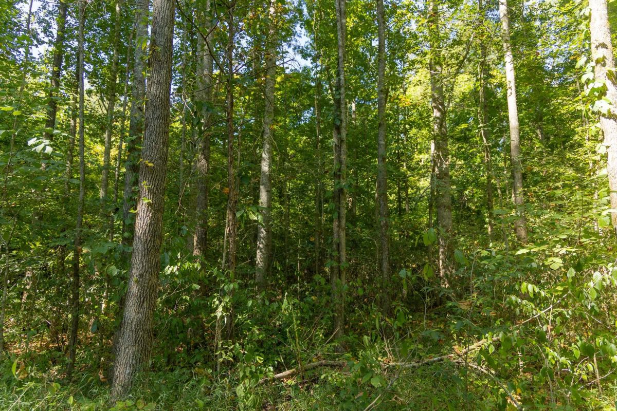 Decorative background for Big White Oak Tract 114 image 14