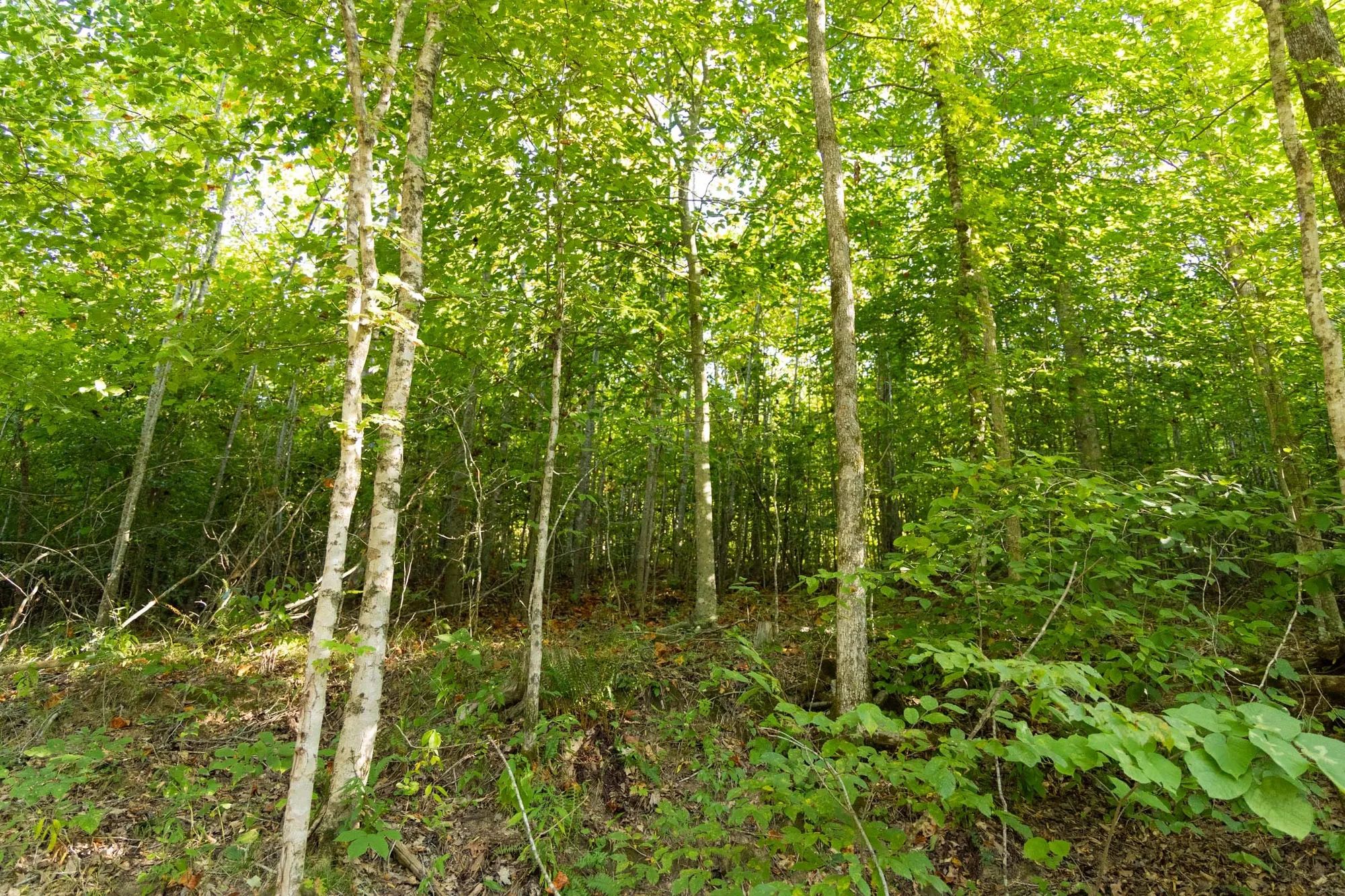 Big White Oak Tract 87 in Perry County, TN