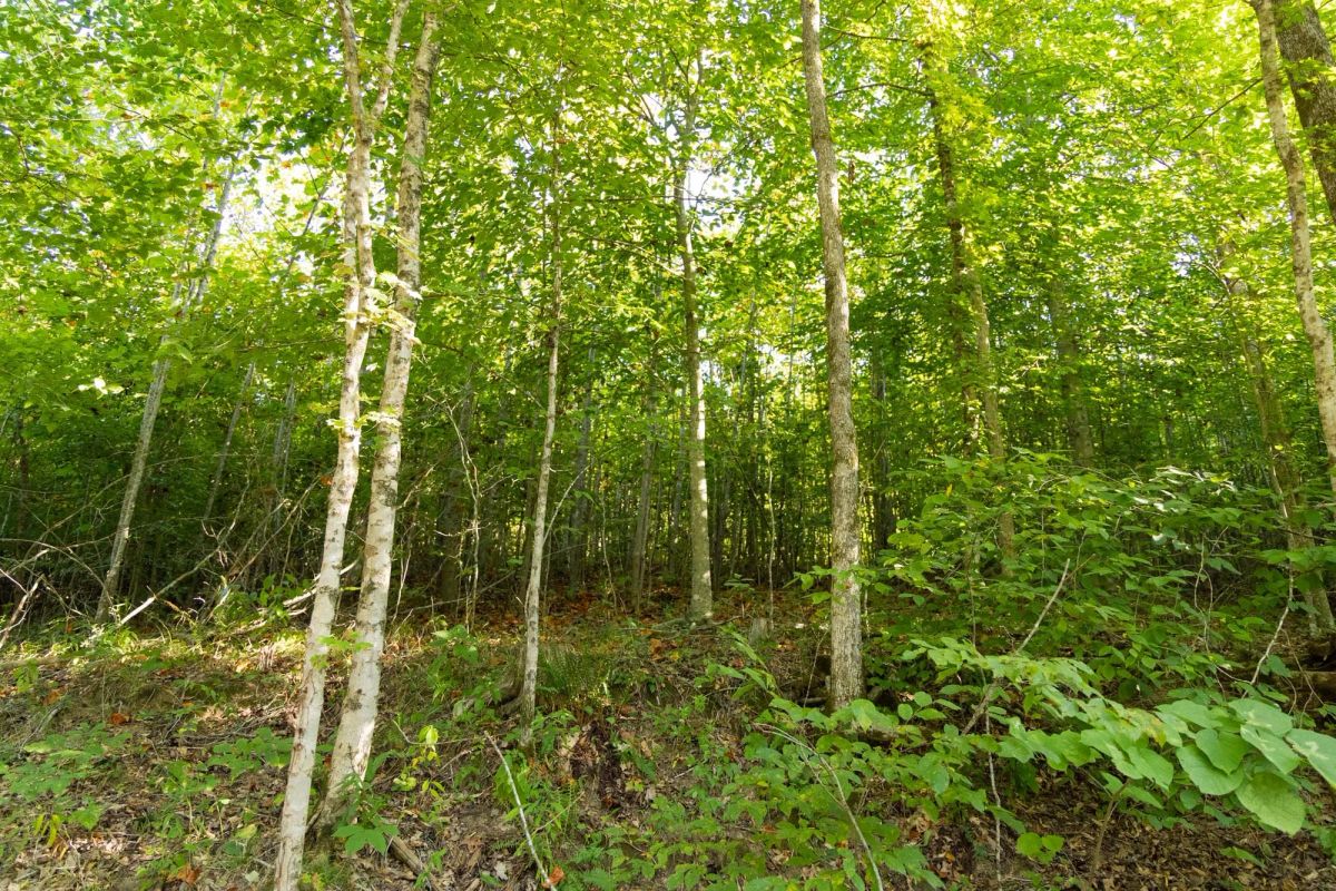 Big White Oak Tract 87 - Main image